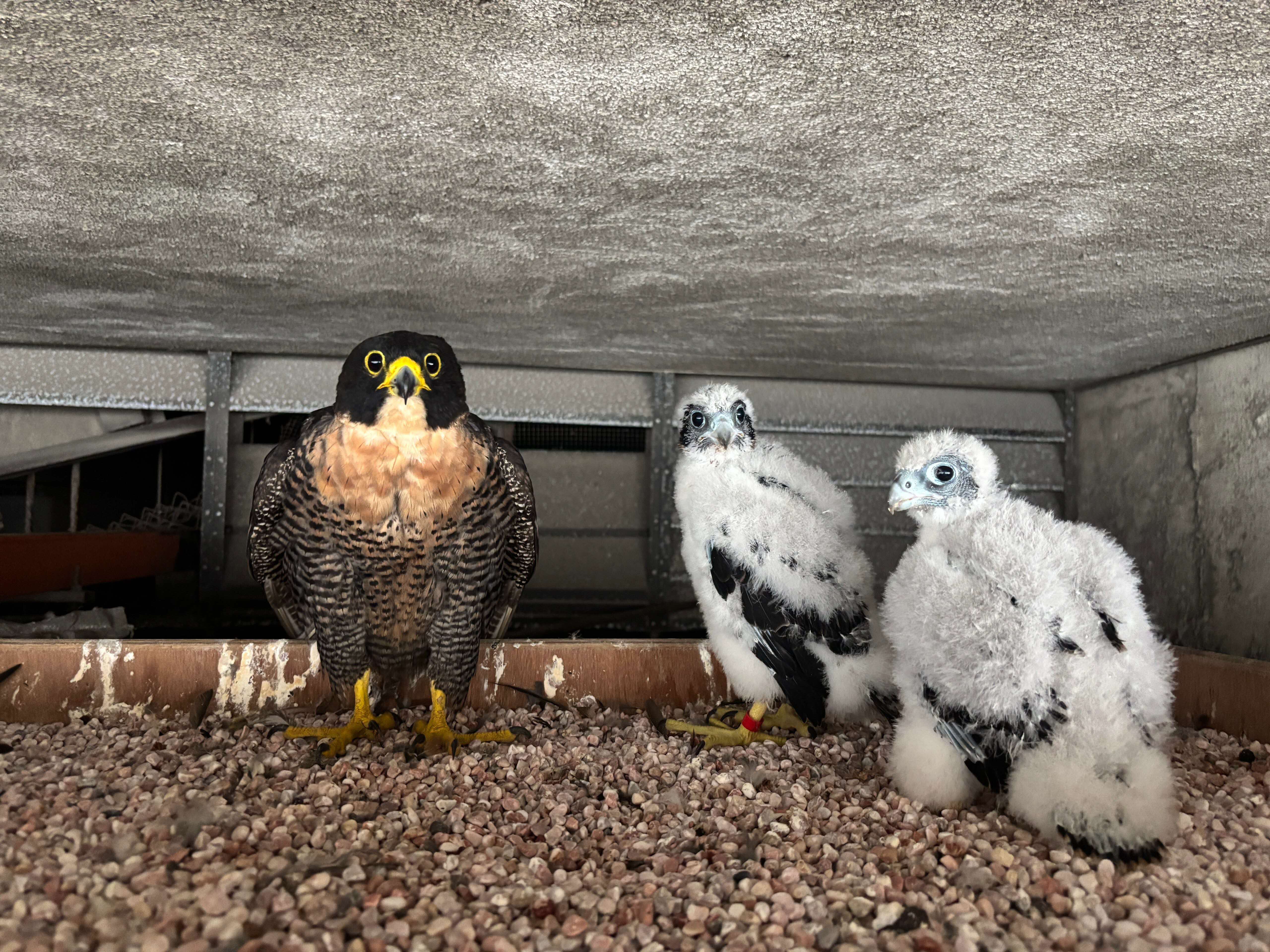 A photograph of a peregrine falcon and its two chicks nesting in an urban area